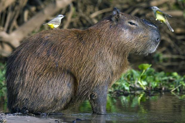 Birds rest on a capybara at the Paraguay river, in Caceres, Brazil, on August 25, 2014.