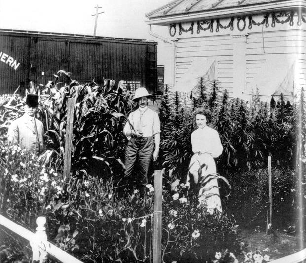 Hemp was grown throughout Western Canada by European settlers before it was outlawed along with marijuana in 1938. This 1909 photo shows Saskatoon Mayor William Hopkins (left) standing with Board of Trade commissioner F. Maclure Sclanders and an unidentified woman in front of a demonstration garden that includes hemp.