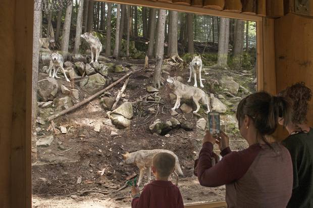 Parc Omega in Montebello, Que., allows visitors to feed deer and elk by hand, but the wolves are quite rightfully only viewed from behind glass.