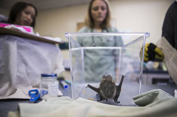 Brown bat: Bats are one of the most common animals the centre gets. This one was found in a residential sink, and vets worried it may have breathed water into its lungs.