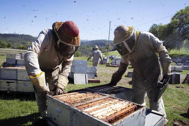 The Anderson family works among bee boxes in California.