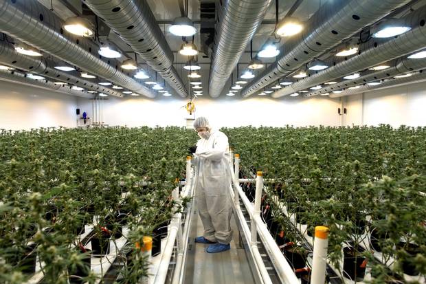 A workman at Smiths Falls-based Tweed Inc. attend to a medical marijuana plant in the flowering room.