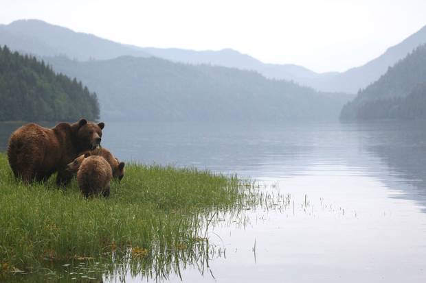 A new dietary study of grizzly and black bears has given researchers an unprecedented snapshot of the relationship between the animals and one of their major food sources, salmon, in British Columbia.