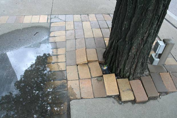 The caramel and chocolate brown bricks that provide trim for all islands are being dramatically pushed up by tree roots on Island A.