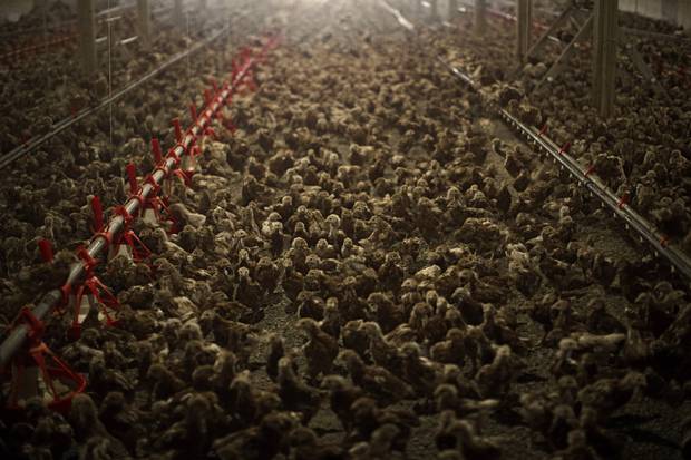 Ten thousand six-week-old pullets mill around in a barn at Twin Willows Enterprises in Chilliwack, B.C.