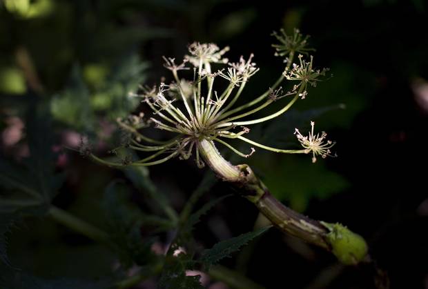 Brushing up against the massive leaves of a giant hogweed plant won’t necessarily cause you harm. But if the plant is broken in any way, beware.