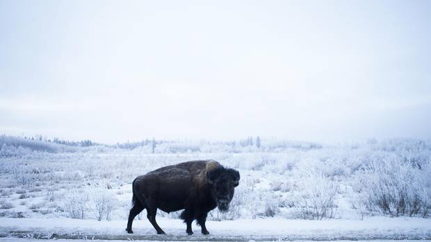 A bison grazes on the side of the road in Elk Island National Park.