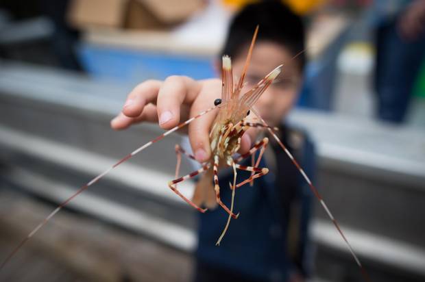 Thomas Zhang, 5, holds a spot prawn he was given by Stewart McDonald, owner of the fishing boat Lormax, while his parents were buying prawns during the Vancouver Spot Prawn Festival at Fisherman's Wharf on False Creek in Vancouver, B.C., on Sunday May 17, 2015. 