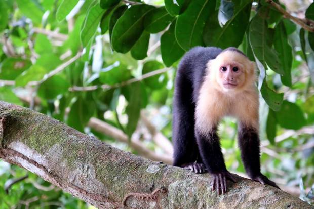 For small country, Costa Rica boasts enormous biodiversity, with 5 per cent of the world's species of flora and fauna.