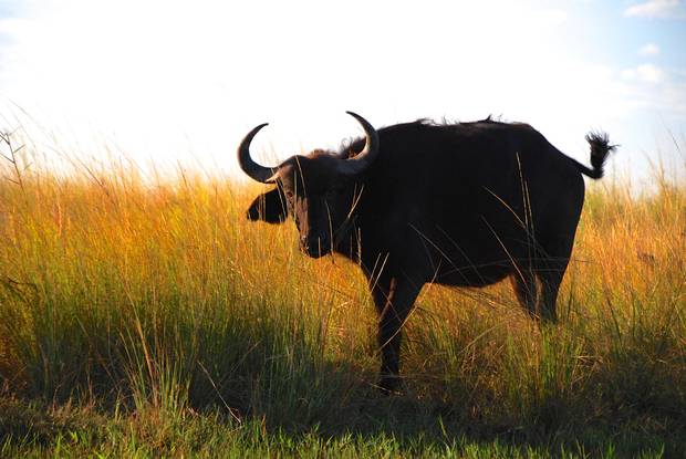 Cape buffalo along the Chobe River, a shallow river with a complex network of channels and marshes.