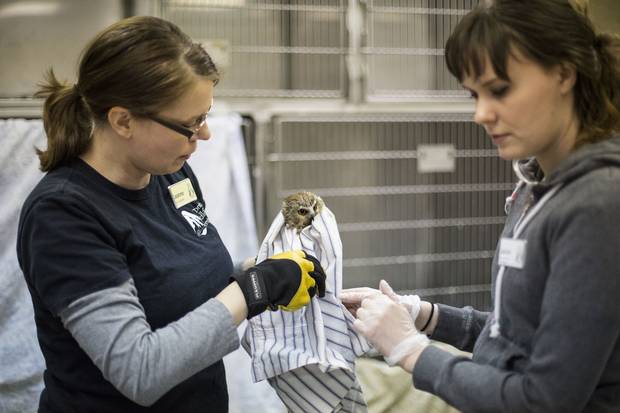 Northern saw-whet owl: One of the smallest owl types, this bird was admitted to the centre on Jan. 26 after it was found on a roadside in Brampton.