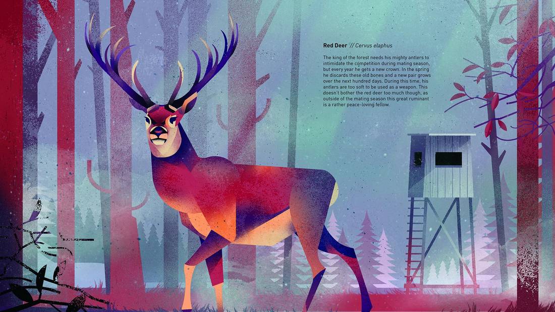 Дитер браун. Браун Дитер "животные севера". Дитер Браун волк. Wildlife illustration for children's books Dieter Braun.