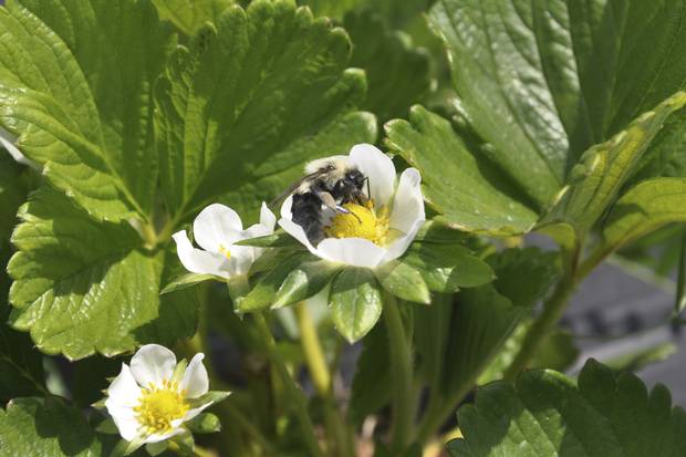 A bumblebee deposits microscopic spores of a beneficial fungus as it forages around a strawberry blossom. The Canadian-developed system is being tested as an alternative to chemical spraying.