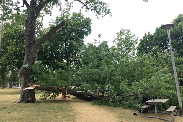 Lena Trinh poses beside the large branch of a silver maple, which fell suddenly July 5 in Dovercourt Park. The limb narrowly missed the sisters, who were in the park to practice yoga.