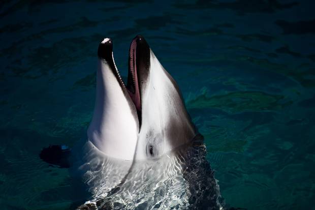 Helen, a Pacific white-sided dolphin, is seen at the Vancouver Aquarium.