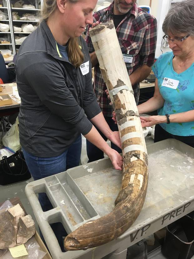 A partly reassembled mastodon tusk from the site.