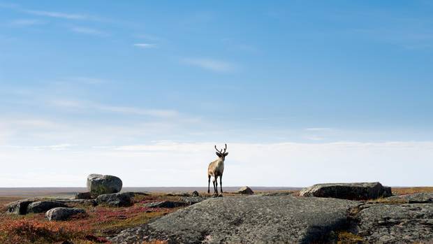 Caribou on the Arctic Tundra, Nunavut, Canada