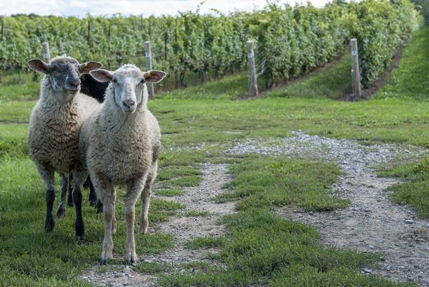 These sheep are the newest employees at Featherstone Winery, where they will help keep tend the vineyards by munching on weeds and lower leaves over the summer.