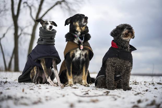 From left: Ruby, BooBoo and Lex are all dressed up in cold-weather gear while out for a walk at the Cherry Beach dog park in Toronto on Jan. 3, 2018.