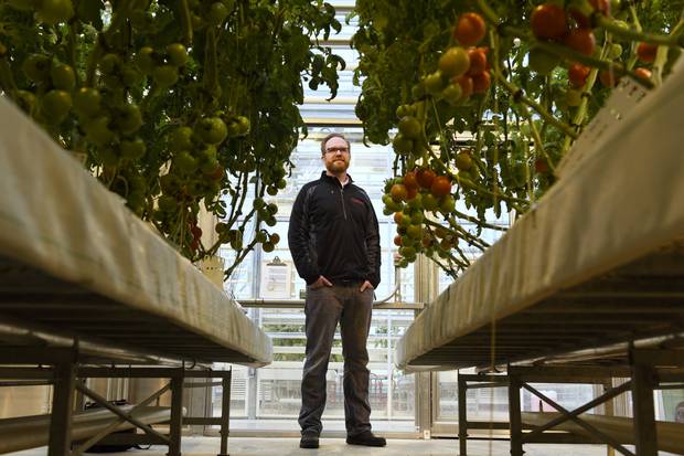 David Liscombe is a research scientist with the Vineland Research and Innovation Centre, which is researching how the taste and flavour of tomatoes has been changed by the industrialization of agriculture.