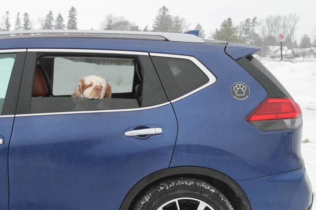 The writer’s dog, Elvis, is not typically allowed to put his head out the window while a vehicle is moving, rendering useless the little cameras in the rear-view mirrors that can be used to record a dog sticking his head out and interacting with other dogs.