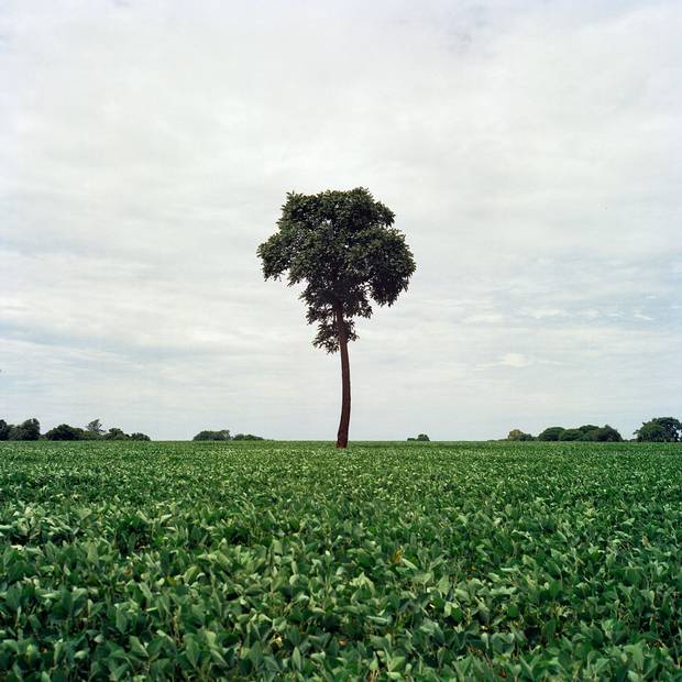 A soy field next to the Village of Jiguarapiru in Matto Grosso Du Sul. Disputes between Indigenous people and landowners in this western breadbasket state still regularly erupt into open conflict.