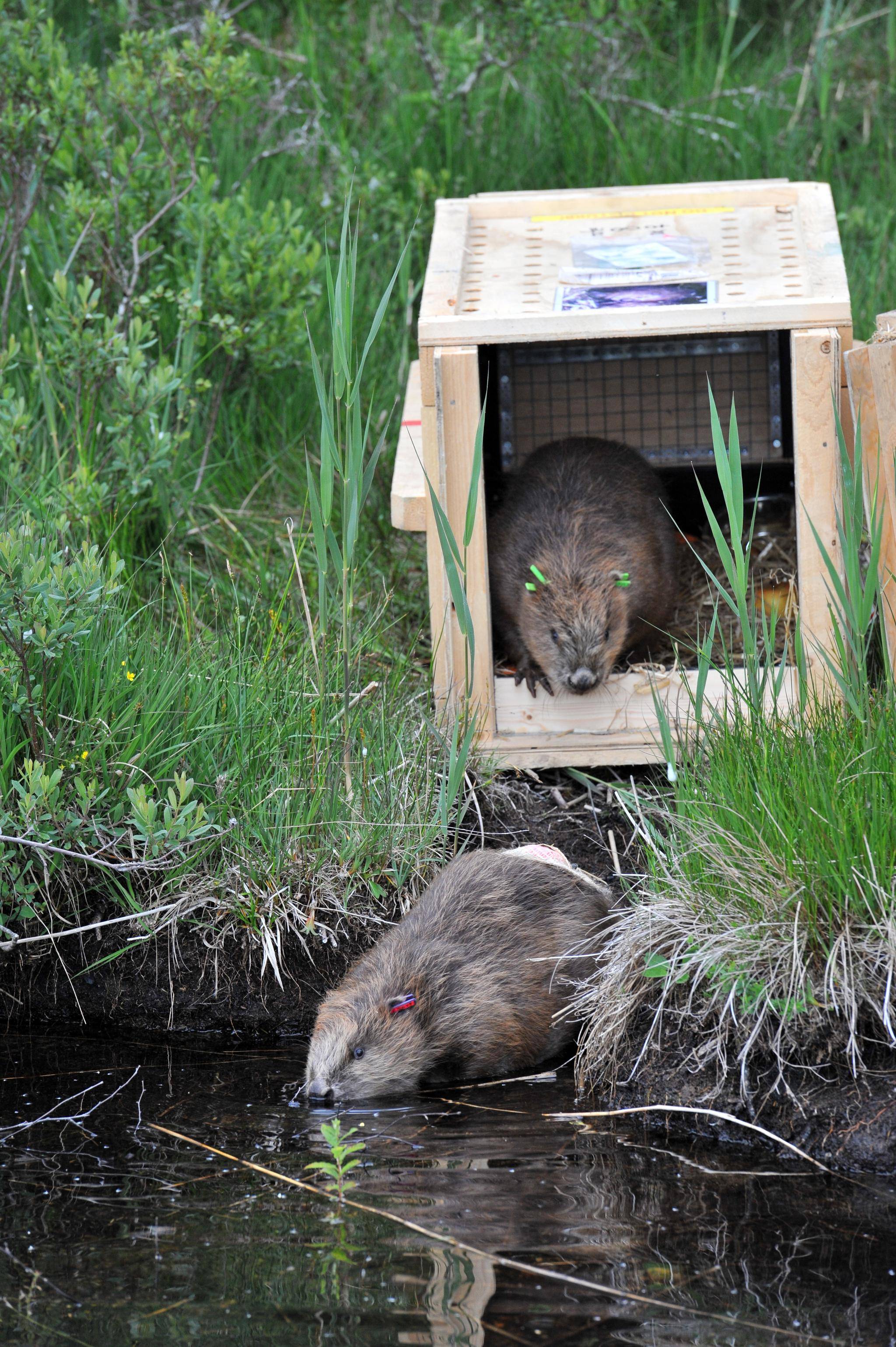 Beavers Elaine and Eoghann emerge from crates at their release site in Knapdale, Mid-Argyll, Scotland.ALAN R.THOMSON/SCOTTISH BEAVER TRIAL