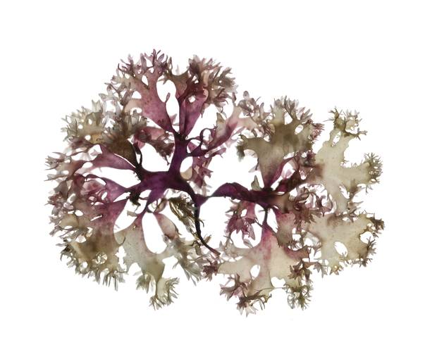 **Must use scientific name also** Irish moss (Chondrus crispus) Red seaweed species scanned by Josie Iselin, author of An Ocean Garden: The Secret Life of Seaweed. Photo credit: josieiselin.com