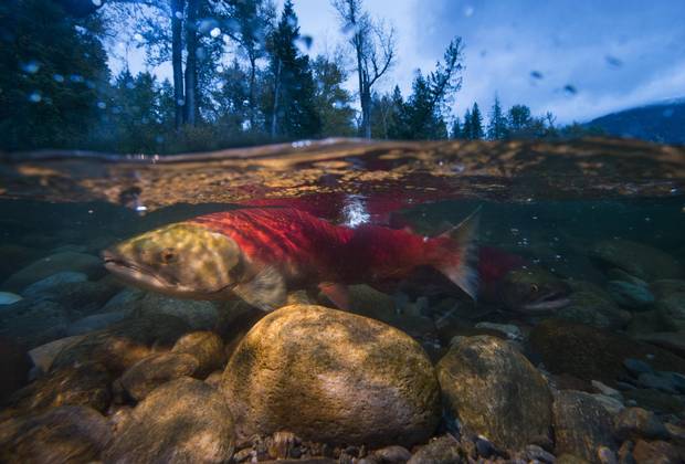 Warming water threatens to wipe out B.C.’s salmon stock.