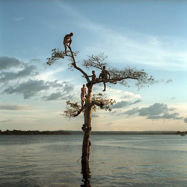 A group of boys climb a tree on the Xingu River by the city of Altamira, Brazil. One third of the city will be permanently flooded by the nearby Belo Monte Dam.