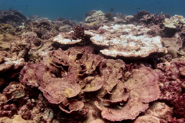 The record El Nino of 2015 raised ocean water temperatures 2.5 degrees Celsius, killing 80 per cent of the corals on Kiritimati’s atoll.