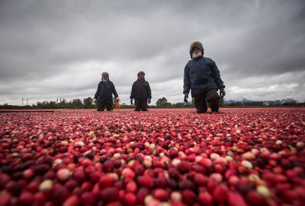 Workers walk in a flooded bog while harvesting cranberries.