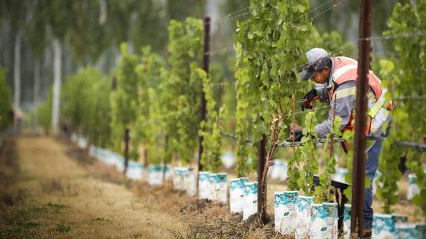 A worker picks gewérztraminer grapes at the Hidden Terrace vineyard in Okanagan falls.