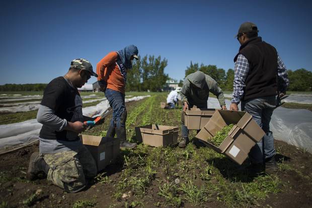 Workers, most from Mexico, wear knee pads while harvesting baby arugula and other salad greens at The New Farm located north of Shelburne, Ont., on June 7 2017.