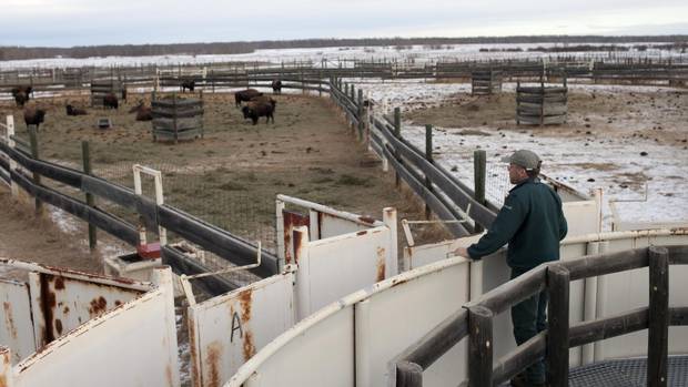 Kirsten Heuer looks out at pen B at Elk Island National Park, which contains the 16 bison that were transferred to Banff National Park.