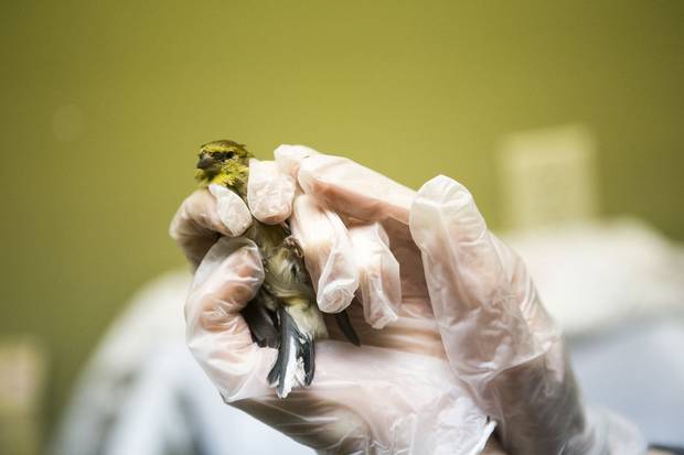 Goldfinch: This bird is treated for an eye infection. Most animals treated at the centre are brought in by members of the public who find them trapped or injured.