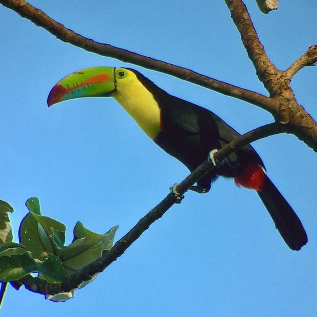 A keel-billed toucan perches on a tree limb in El Valle de Anton, Panama.