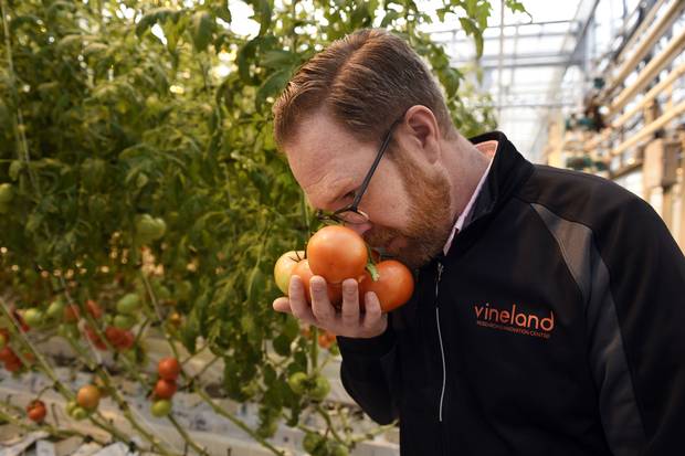 David Liscombe takes in the aroma of tomatoes grown in the centre’s greenhouse.