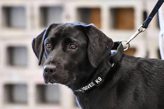 Lulu the Labrador, a former bomb-sniffing dog recruit.