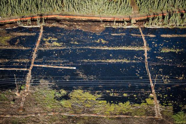 The site where a July 2015 oil spill by the Nexen corporation left five million litres of oil covering an area of forest and muskeg the size of three football fields, as seen on August 8, 2015.