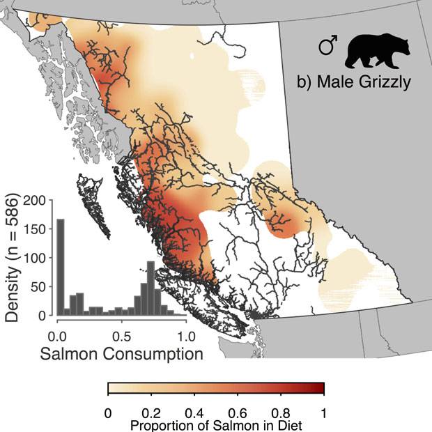In this map, researchers show salmon consumption among male grizzly bears in British Columbia. Darker areas correspond to greater reliance on salmon while the grey lines denote major salmon-bearing rivers.The bar graph at lower left shows how much salmon the 586 mail grizzly bears eat, with those further to the right showing increasingly higher salmon consumption.