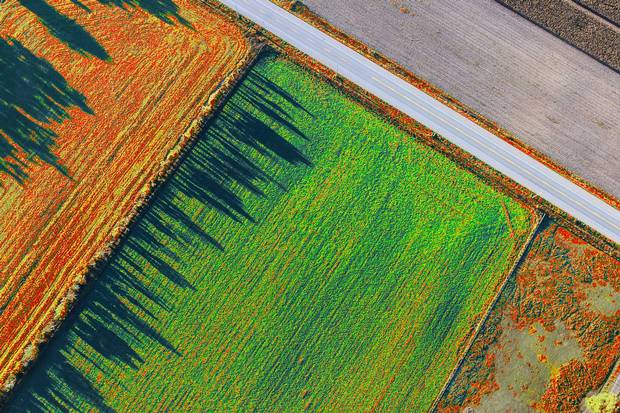 Anomaly graphics for potato field highlighting different problem areas