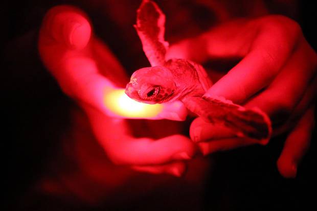 A baby sea turtle at a nesting ground on remote Lover’s Beach. Lemuel Pemberton started Nevis Turtle Group to monitor the progress of turtle nests and help prevent poaching. (Florida-based Sea Turtle Conservancy says that red lights emit a very narrow portion of the visible light spectrum, which is less intrusive to nesting sea turtles and hatchlings.)