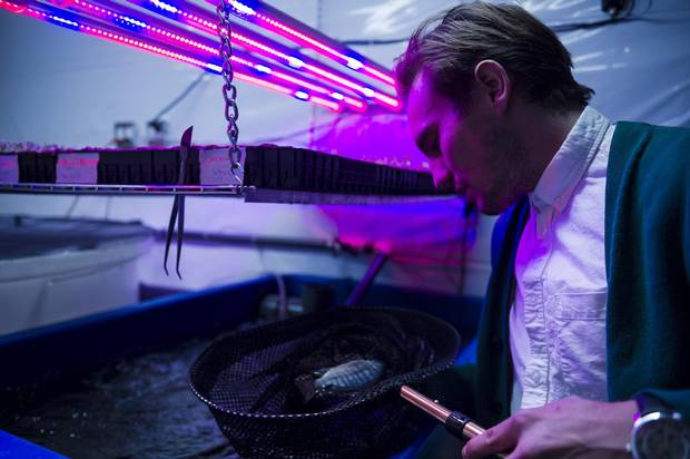 Steven Bourne, co-founder of Ripple Farms Inc., inspects some of the fish his team uses to create nutrient-rich water to fertilize plants in their aquaponic lab on Seneca College’s campus on Wednesday. 