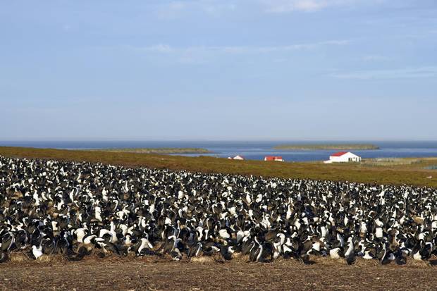 Bleaker Island is home to a variety of animals, including shy penguins, roaring seal lions and sunbathing fur seals.