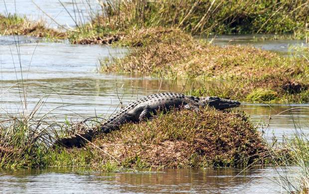 A crocodile along the Zambezi River.
