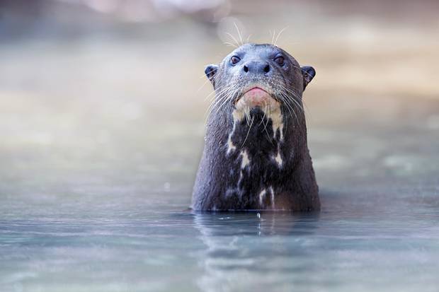 A giant river otter in the Pantanal wetlands of Brazil.