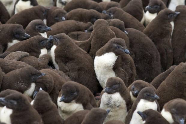 Penguin chicks huddle together on the coast of Bleaker Island.