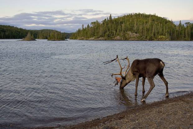 Ontario’s Slate Islands, an archipelago on Lake Superior, is a provincial park where boreal caribou have lived safe from predators for more than 100 years.