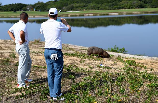 Sergio Garcia of Spain and Bernd Wiesberger of Austria take photos of a capybara on the 5th hole during a practice at the Olympic Golf Course in Rio de Janeiro on August 9, 2016.